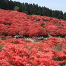 葛城山のつつじ⑩