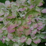 紫陽花とツユムシ