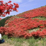 葛城山のつつじ⑪