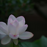 夜明けの孫文蓮・１２