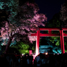 「糺の森の光の祭」
