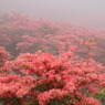 葛城山のつつじ⑫
