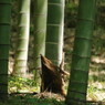 秋を探して　竹