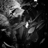 Koala in the dream