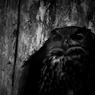 Owl Pride