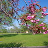 蕾・八重桜