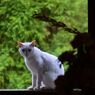 白い猫