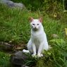 白い猫
