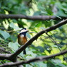 野鳥を追って　ヤマガラ