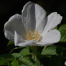 白花のハマナス