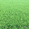 20160906_みのり