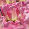 DSCF0211