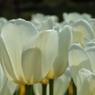 DSCF0216