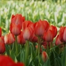 DSCF0252
