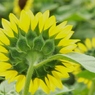 DSCF0023