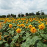 DSCF0039