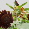 DSCF0050