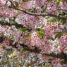 DSCF0058