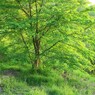 midoriの木