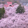 PH-0149_煙る桜