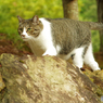 ねこ　その２２７