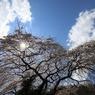 那智の桜