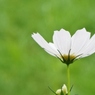 秋桜・ドワーフセンセーション1
