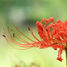 曼珠沙華2