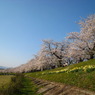 角館　桜２００９