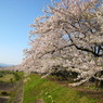 角館　桜２００９