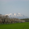 小岩井農場
