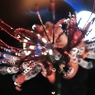 恋する彼岸花