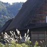 わび　その35