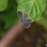 藍蓼の葉に止まるヤマトシジミ