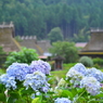 かやぶきの里×紫陽花