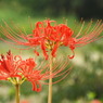 岸辺の曼珠沙華1