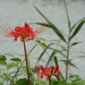 岸辺の曼珠沙華2