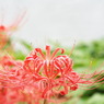 岸辺の曼珠沙華3