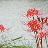 岸辺の曼珠沙華4