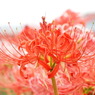 岸辺の曼珠沙華5