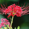 秋を探して　彼岸花