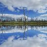 Mirror of nature