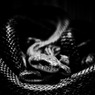 Snake coil