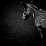 Black and white zebra