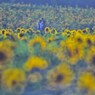 太陽がいっぱい