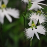 手柄山温室植物園