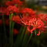 曼珠沙華