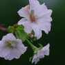 秋を探して　十月桜