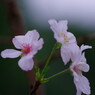 秋を探して　十月桜　Ⅱ