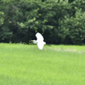 飛んできた_171